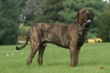 Brindle Fila Brasileiro