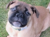 Bifid, or split noses, surface occasionally in Bullmastiffs