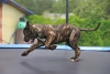 Cane Corso puppy frolicking