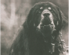 Tibetan Mastiff do-kyi, up close and personal